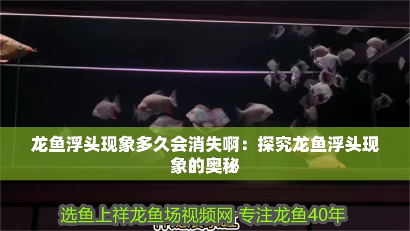 龍魚浮頭現象多久會消失啊：探究龍魚浮頭現象的奧秘
