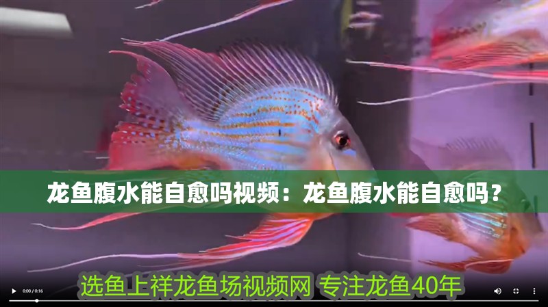 龍魚腹水能自愈嗎視頻：龍魚腹水能自愈嗎？