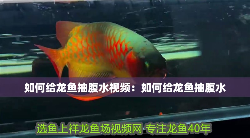 魚(yú)缸過(guò)濾器選購(gòu)指南:自制魚(yú)缸過(guò)濾器魚(yú)缸上置過(guò)濾器對(duì)于養(yǎng)魚(yú)愛(ài)好者的必備知識(shí) 如何給龍魚(yú)抽腹水視頻:如何給龍魚(yú)抽腹水 水族問(wèn)答 如何給龍魚(yú)抽腹水視頻:如何給龍魚(yú)抽腹水 如何給龍魚(yú)抽腹水視頻:如何給龍魚(yú)抽腹水 水族問(wèn)答