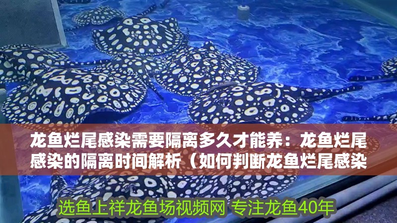 龍魚爛尾感染需要隔離多久才能養：龍魚爛尾感染的隔離時間解析（如何判斷龍魚爛尾感染后的隔離時間）