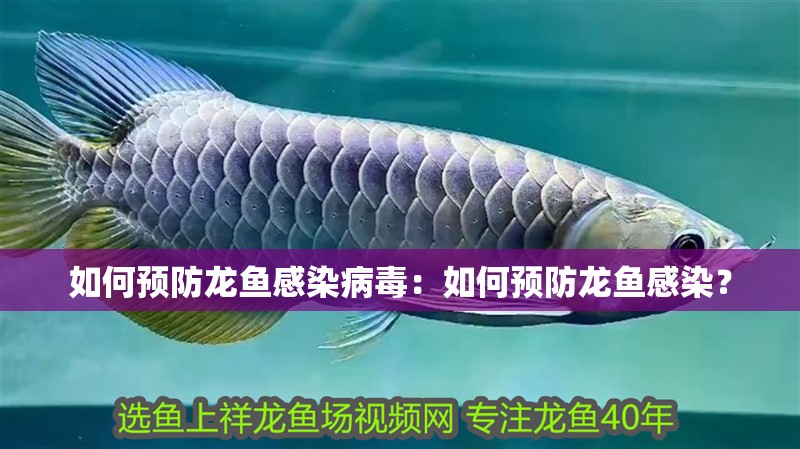 如何預防龍魚感染病毒：如何預防龍魚感染？