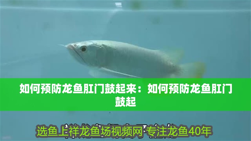 如何預(yù)防龍魚肛門鼓起來(lái)：如何預(yù)防龍魚肛門鼓起