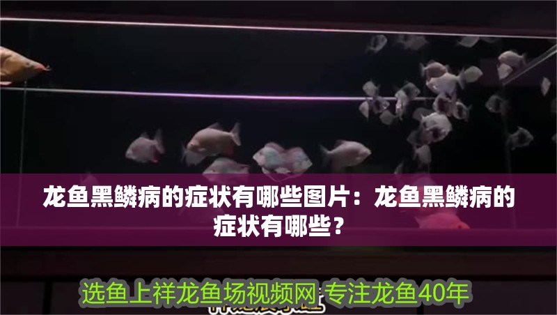 龍魚黑鱗病的癥狀有哪些圖片：龍魚黑鱗病的癥狀有哪些？