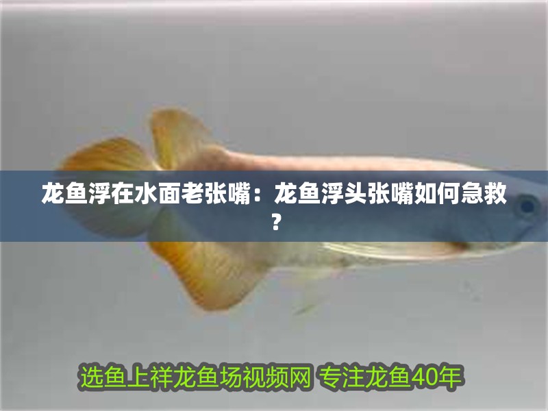 龍魚浮在水面老張嘴：龍魚浮頭張嘴如何急救？