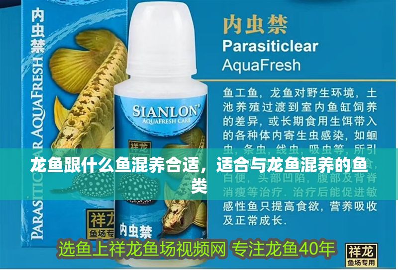 龍魚跟什么魚混養合適，適合與龍魚混養的魚類