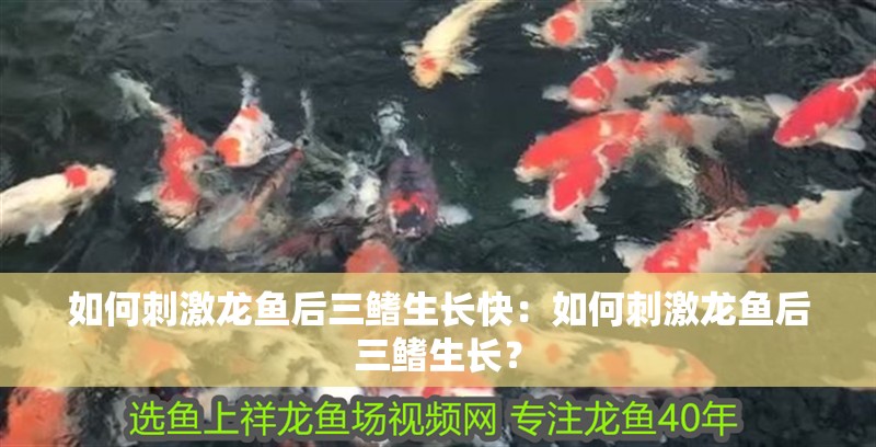 如何刺激龍魚后三鰭生長快：如何刺激龍魚后三鰭生長？