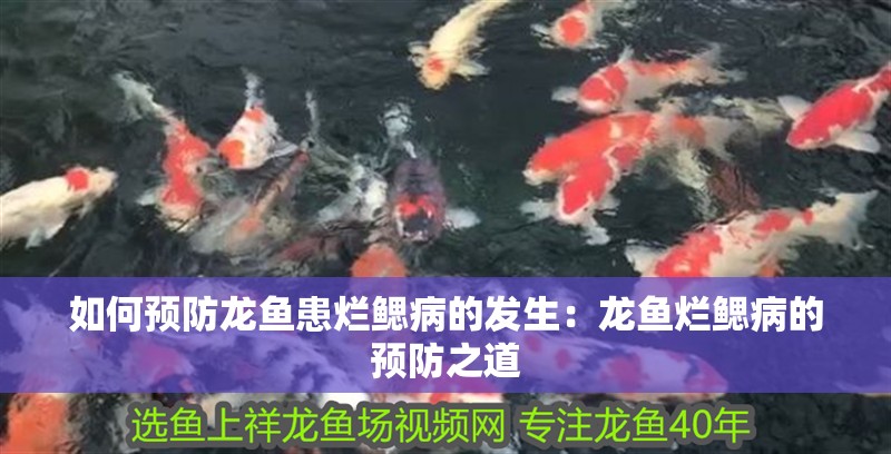 如何預(yù)防龍魚患爛鰓病的發(fā)生：龍魚爛鰓病的預(yù)防之道