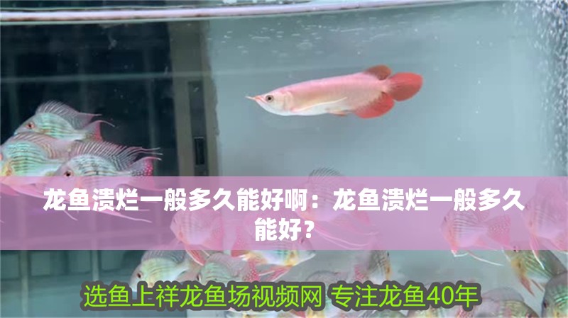 龍魚潰爛一般多久能好啊：龍魚潰爛一般多久能好？