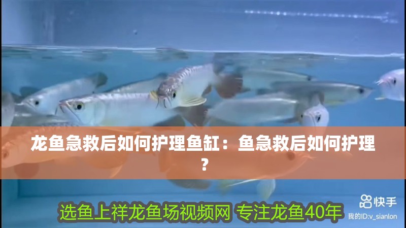 龍魚急救后如何護理魚缸：魚急救后如何護理？
