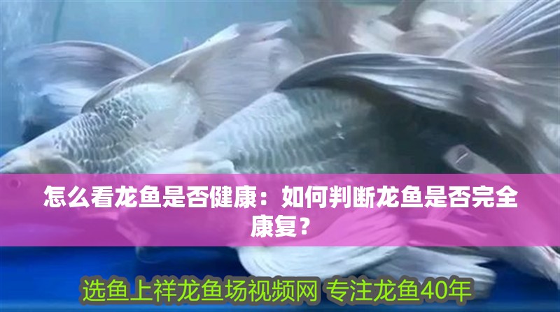 怎么看龍魚是否健康：如何判斷龍魚是否完全康復？