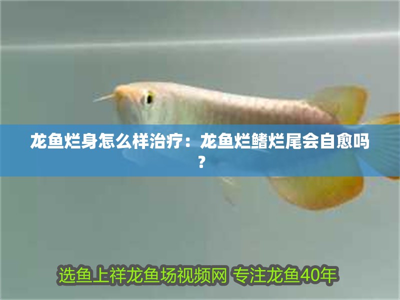 龍魚爛身怎么樣治療：龍魚爛鰭爛尾會自愈嗎？