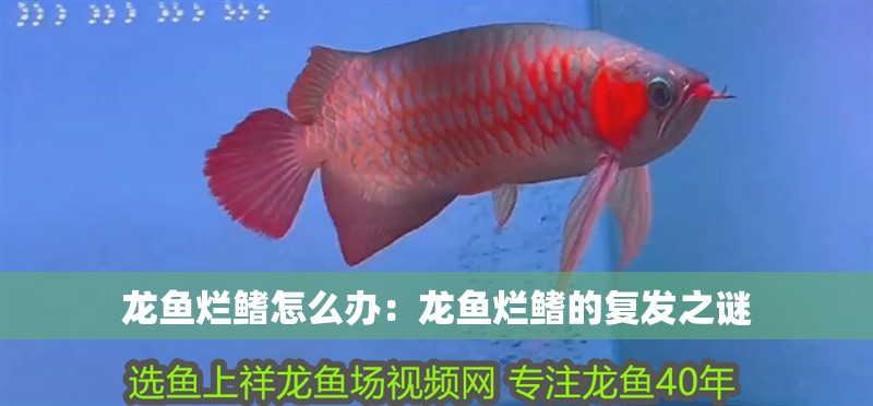 龍魚爛鰭怎么辦：龍魚爛鰭的復發之謎