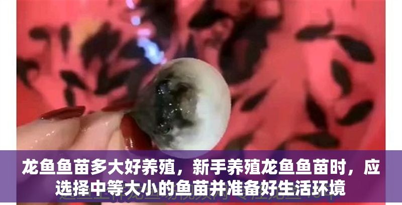 龍魚魚苗多大好養殖，新手養殖龍魚魚苗時，應選擇中等大小的魚苗并準備好生活環境