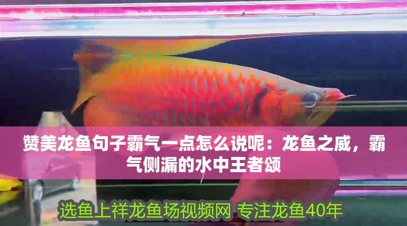 贊美龍魚句子霸氣一點怎么說呢：龍魚之威，霸氣側漏的水中王者頌