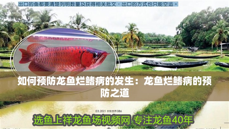如何預防龍魚爛鰭病的發生：龍魚爛鰭病的預防之道