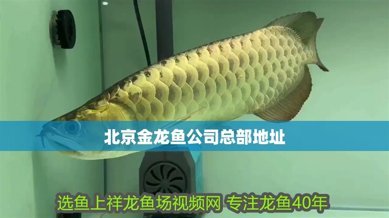 北京金龍魚公司總部地址