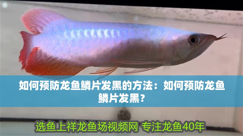 如何預防龍魚鱗片發黑的方法：如何預防龍魚鱗片發黑？