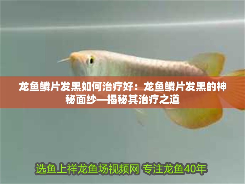 龍魚鱗片發黑如何治療好：龍魚鱗片發黑的神秘面紗—揭秘其治療之道