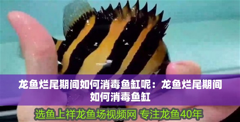 龍魚爛尾期間如何消毒魚缸呢：龍魚爛尾期間如何消毒魚缸