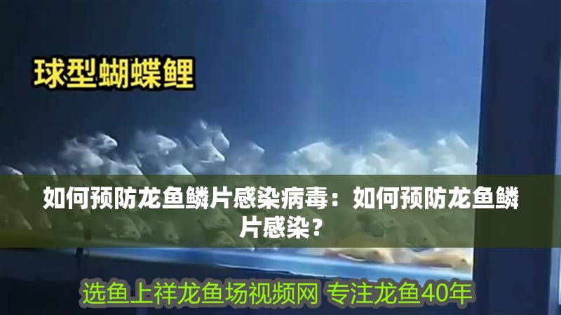 如何預防龍魚鱗片感染病毒：如何預防龍魚鱗片感染？