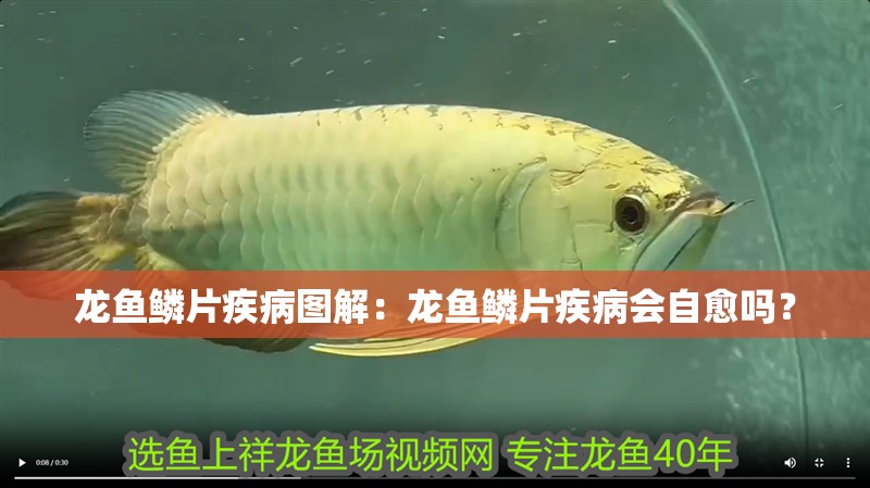 龍魚鱗片疾病圖解：龍魚鱗片疾病會自愈嗎？