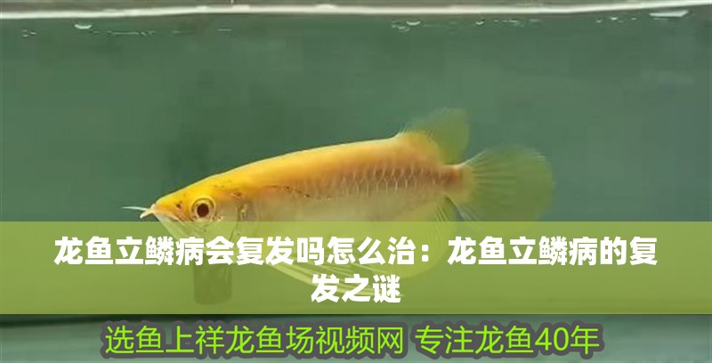 龍魚立鱗病會復發(fā)嗎怎么治：龍魚立鱗病的復發(fā)之謎