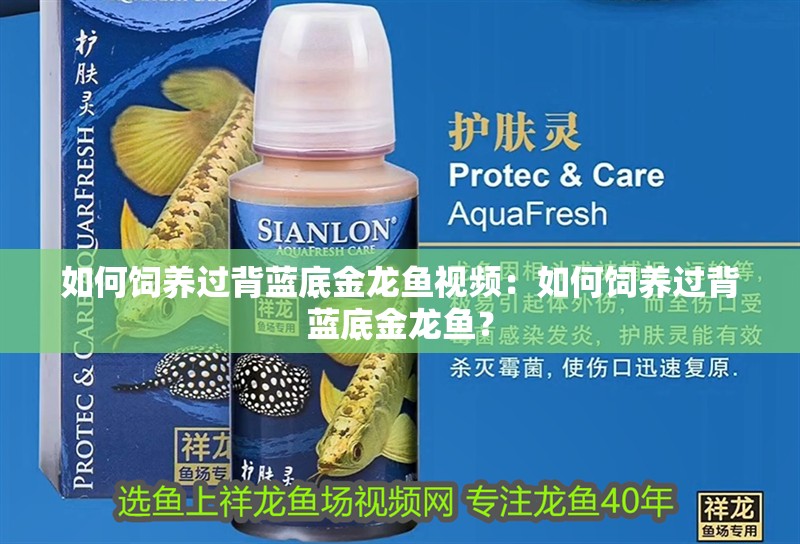 如何飼養(yǎng)過背藍底金龍魚視頻：如何飼養(yǎng)過背藍底金龍魚？
