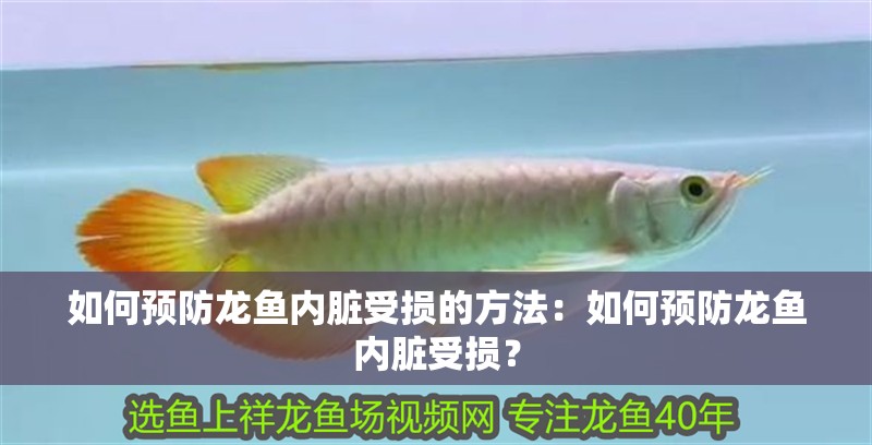 如何預(yù)防龍魚內(nèi)臟受損的方法：如何預(yù)防龍魚內(nèi)臟受損？