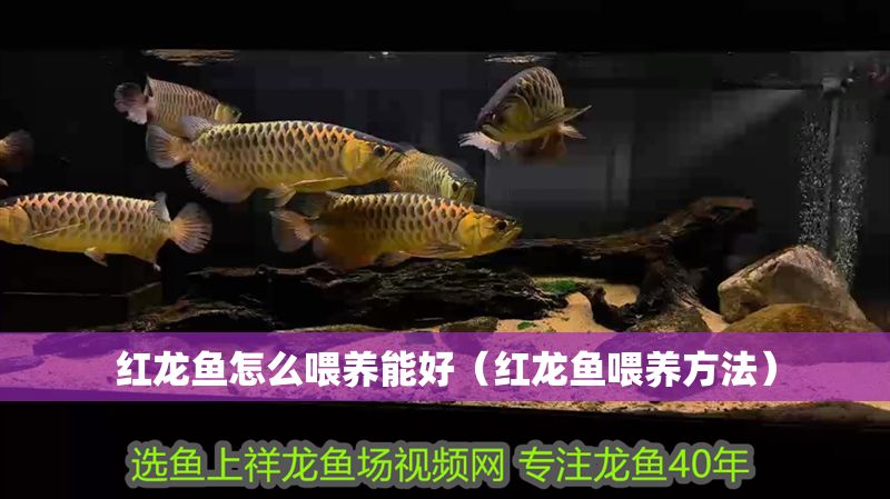 紅龍魚(yú)怎么喂養(yǎng)能好（紅龍魚(yú)喂養(yǎng)方法）