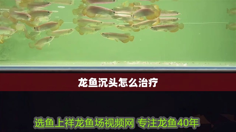 龍魚沉頭怎么治療