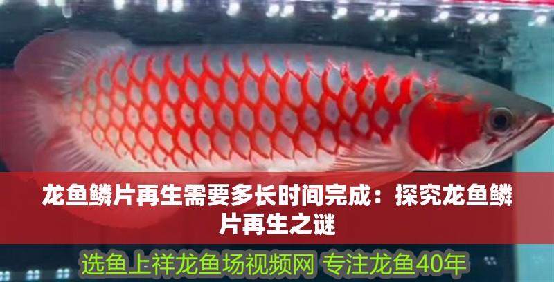 龍魚鱗片再生需要多長時間完成：探究龍魚鱗片再生之謎 龍魚鱗片再生需要多長時間完成：探究龍魚鱗片再生之謎 水族問答