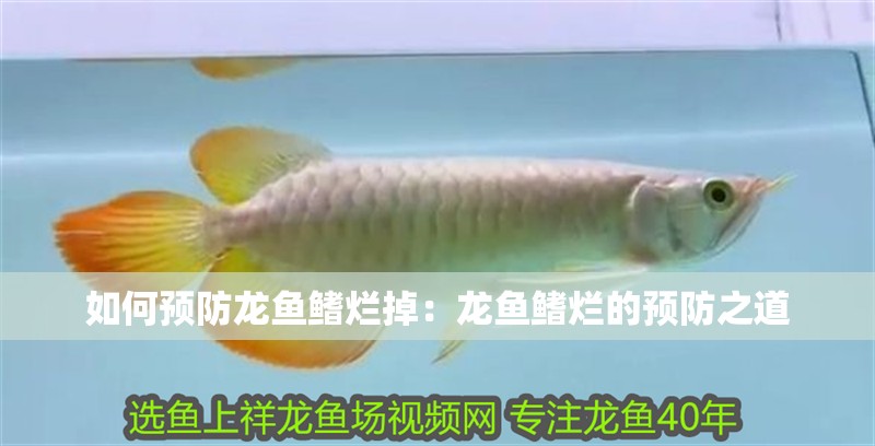 如何預防龍魚鰭爛掉：龍魚鰭爛的預防之道