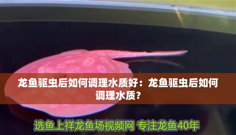 龍魚驅(qū)蟲后如何調(diào)理水質(zhì)好：龍魚驅(qū)蟲后如何調(diào)理水質(zhì)？