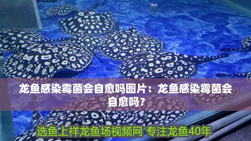 龍魚感染霉菌會自愈嗎圖片：龍魚感染霉菌會自愈嗎？