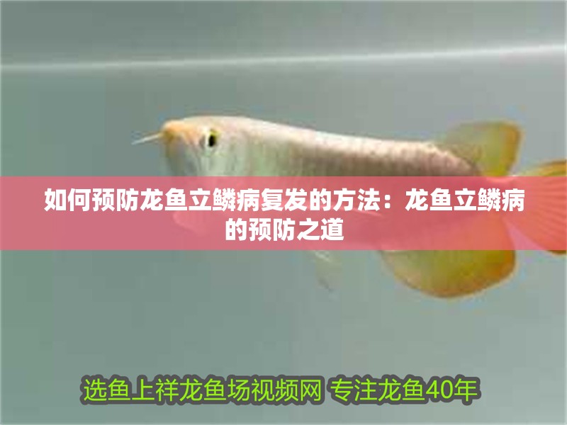 如何預(yù)防龍魚立鱗病復(fù)發(fā)的方法：龍魚立鱗病的預(yù)防之道
