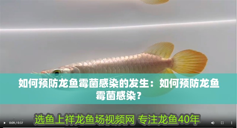 如何預(yù)防龍魚霉菌感染的發(fā)生：如何預(yù)防龍魚霉菌感染？