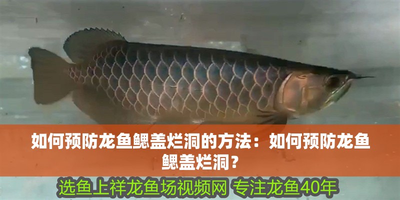 如何預(yù)防龍魚鰓蓋爛洞的方法：如何預(yù)防龍魚鰓蓋爛洞？