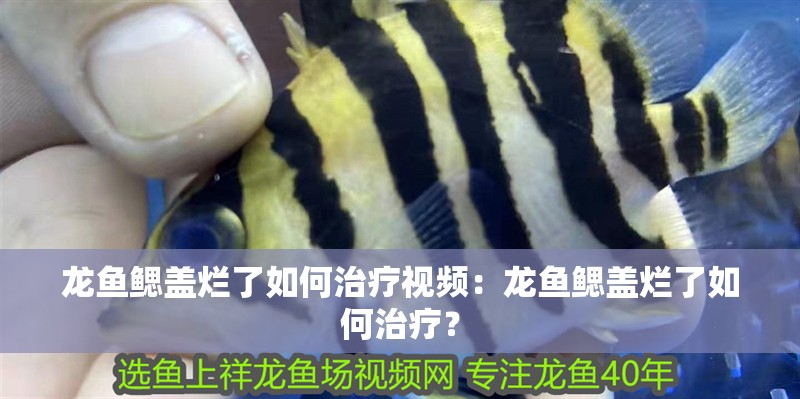 龍魚鰓蓋爛了如何治療視頻：龍魚鰓蓋爛了如何治療？