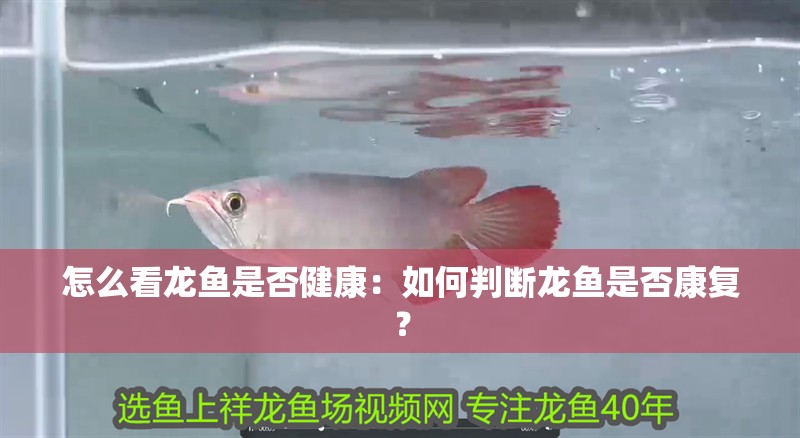 怎么看龍魚是否健康：如何判斷龍魚是否康復？