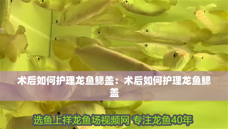 術(shù)后如何護(hù)理龍魚鰓蓋：術(shù)后如何護(hù)理龍魚鰓蓋
