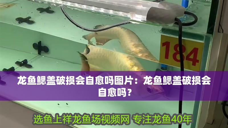 龍魚鰓蓋破損會自愈嗎圖片：龍魚鰓蓋破損會自愈嗎？