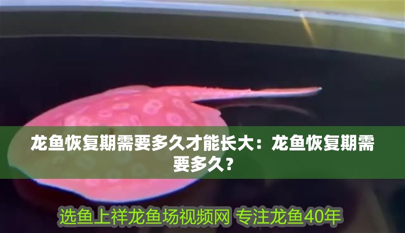 龍魚恢復期需要多久才能長大：龍魚恢復期需要多久？