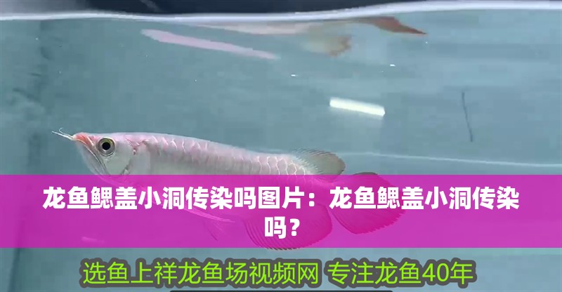 龍魚鰓蓋小洞傳染嗎圖片：龍魚鰓蓋小洞傳染嗎？