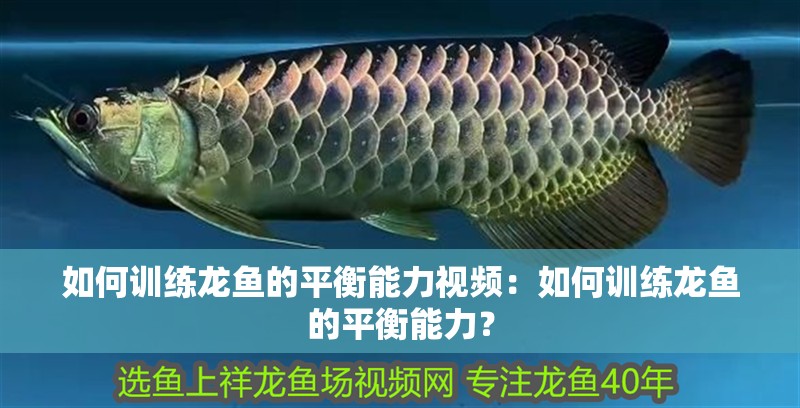 如何訓(xùn)練龍魚的平衡能力視頻：如何訓(xùn)練龍魚的平衡能力？
