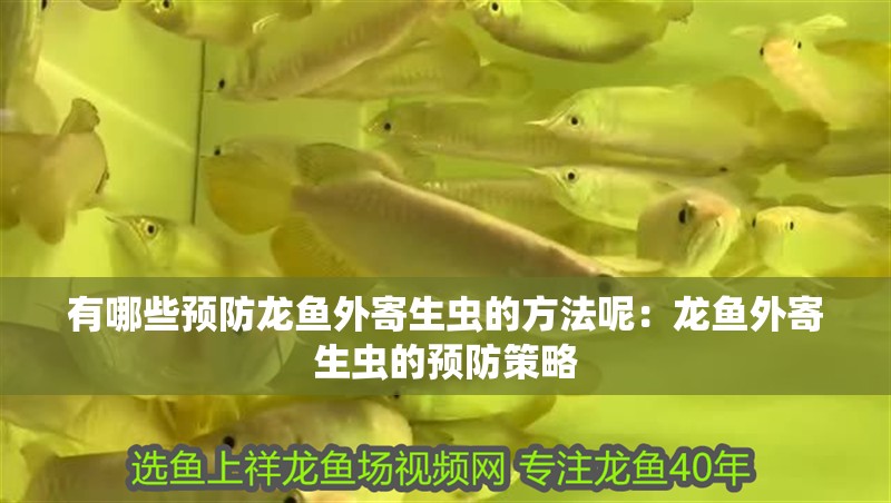 有哪些預防龍魚外寄生蟲的方法呢：龍魚外寄生蟲的預防策略