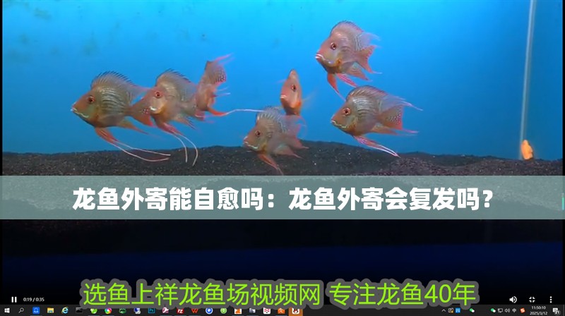 龍魚外寄能自愈嗎：龍魚外寄會(huì)復(fù)發(fā)嗎？