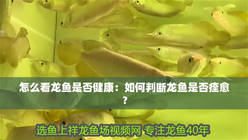 怎么看龍魚是否健康：如何判斷龍魚是否痊愈？