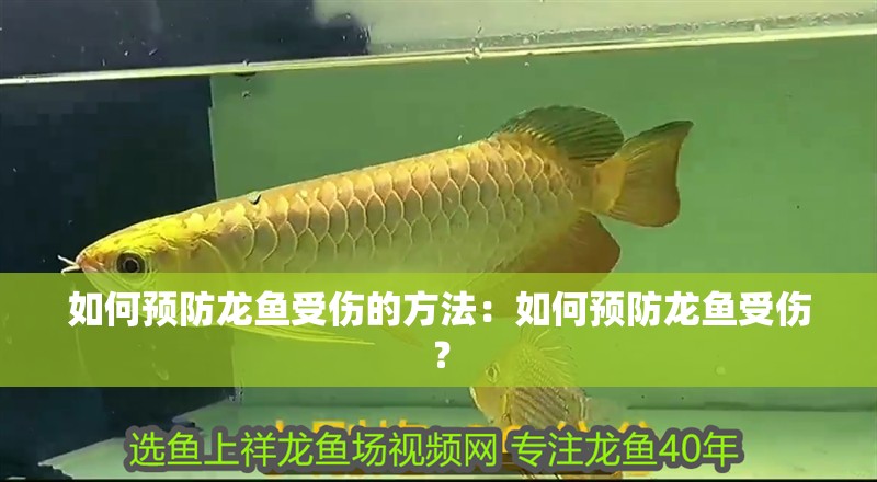 如何預防龍魚受傷的方法：如何預防龍魚受傷？