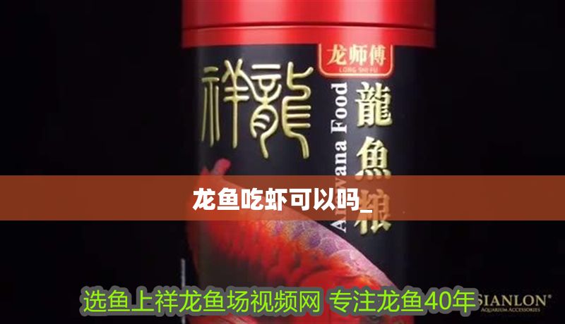 龍魚吃蝦可以嗎_