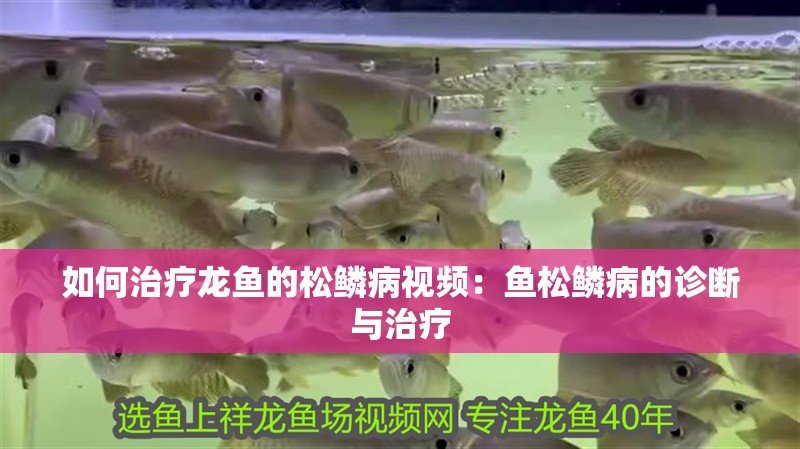 如何治療龍魚的松鱗病視頻：魚松鱗病的診斷與治療